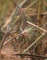 Common yellowthroat warbler Geothlypis trichas