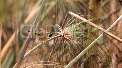 Common yellowthroat warbler Geothlypis trichas