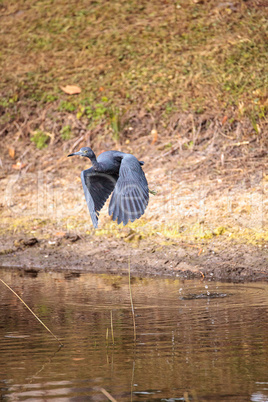 Little blue heron bird Egretta caerulea