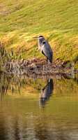 Great blue heron bird, Ardea herodias