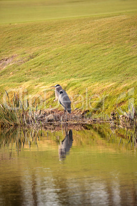 Great blue heron bird, Ardea herodias