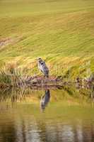 Great blue heron bird, Ardea herodias