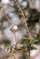 Grey catbird Dumetella carolinensis