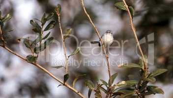 Grey catbird Dumetella carolinensis