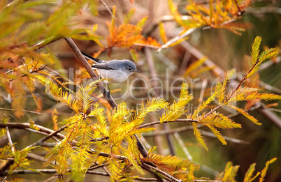 Grey catbird Dumetella carolinensis