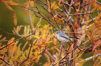 Grey catbird Dumetella carolinensis