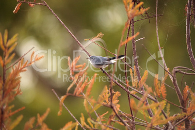 Grey catbird Dumetella carolinensis