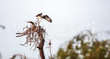 Osprey bird Pandion haliaetus builds its nest