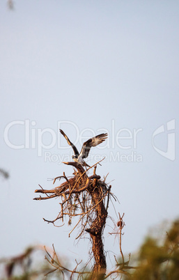 Osprey bird Pandion haliaetus builds its nest