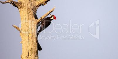 Male pileated woodpecker bird Dryocopus pileatus