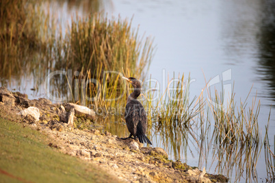 Double-crested Cormorant, Phalacrocorax auritus