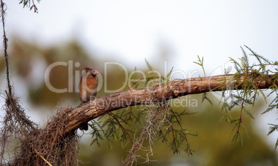 Female brown and red Northern cardinal bird Cardinalis cardinali
