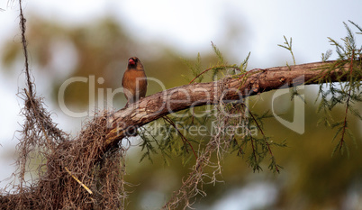 Female brown and red Northern cardinal bird Cardinalis cardinali