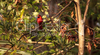 Male red Northern cardinal bird Cardinalis cardinalis