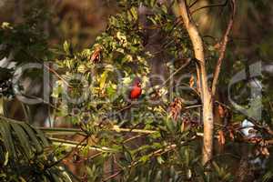 Male red Northern cardinal bird Cardinalis cardinalis