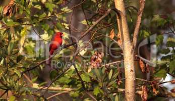 Male red Northern cardinal bird Cardinalis cardinalis