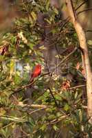 Male red Northern cardinal bird Cardinalis cardinalis