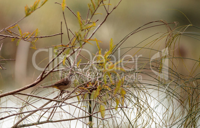 Yellow rumped warbler Setophaga coronata