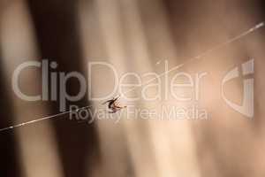 Black and Yellow Argiope spider Argiope aurantia