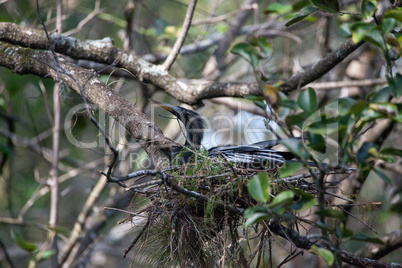 Female Anhinga bird called Anhinga anhinga makes a nest