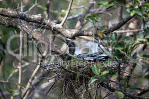 Female Anhinga bird called Anhinga anhinga makes a nest