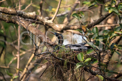 Female Anhinga bird called Anhinga anhinga makes a nest