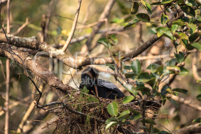 Female Anhinga bird called Anhinga anhinga makes a nest