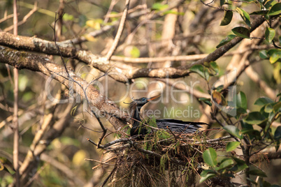 Female Anhinga bird called Anhinga anhinga makes a nest