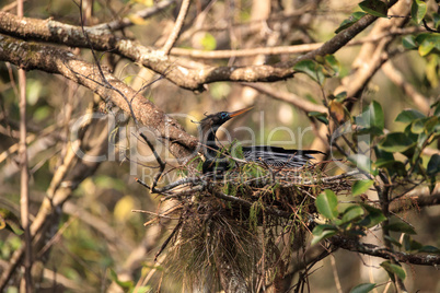 Female Anhinga bird called Anhinga anhinga makes a nest