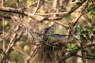 Female Anhinga bird called Anhinga anhinga makes a nest