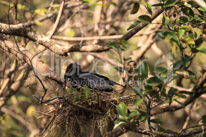 Female Anhinga bird called Anhinga anhinga makes a nest