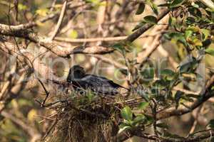 Female Anhinga bird called Anhinga anhinga makes a nest