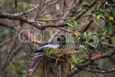 Female Anhinga bird called Anhinga anhinga makes a nest