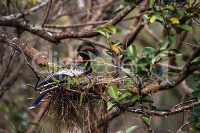 Female Anhinga bird called Anhinga anhinga makes a nest