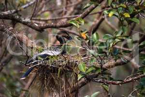 Female Anhinga bird called Anhinga anhinga makes a nest