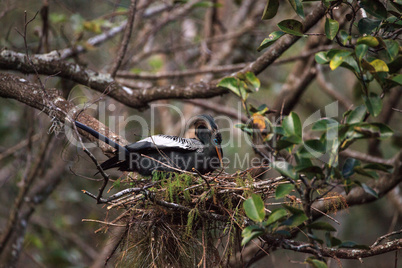 Female Anhinga bird called Anhinga anhinga makes a nest