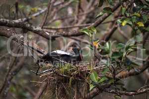 Female Anhinga bird called Anhinga anhinga makes a nest