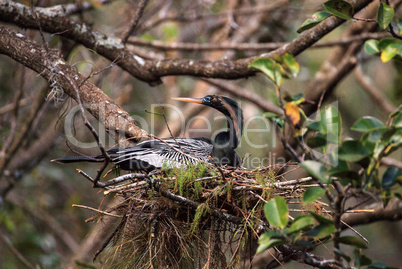 Female Anhinga bird called Anhinga anhinga makes a nest