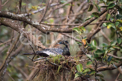 Female Anhinga bird called Anhinga anhinga makes a nest