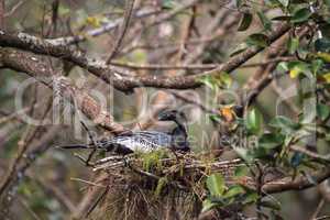 Female Anhinga bird called Anhinga anhinga makes a nest