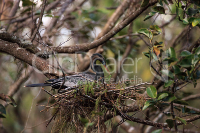 Female Anhinga bird called Anhinga anhinga makes a nest