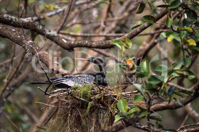 Female Anhinga bird called Anhinga anhinga makes a nest