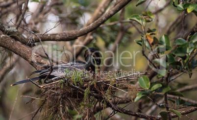 Female Anhinga bird called Anhinga anhinga makes a nest