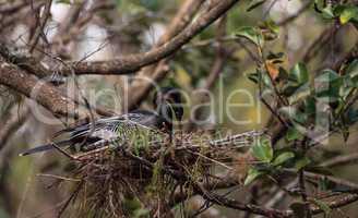 Female Anhinga bird called Anhinga anhinga makes a nest