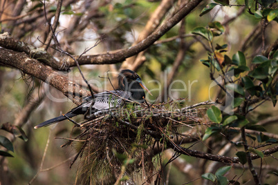 Female Anhinga bird called Anhinga anhinga makes a nest