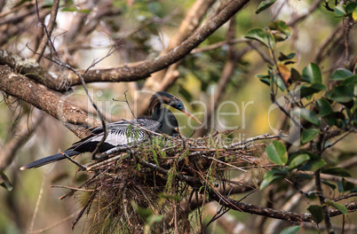 Female Anhinga bird called Anhinga anhinga makes a nest