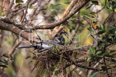 Female Anhinga bird called Anhinga anhinga makes a nest