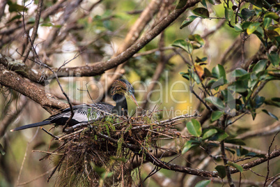 Female Anhinga bird called Anhinga anhinga makes a nest