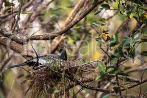 Female Anhinga bird called Anhinga anhinga makes a nest