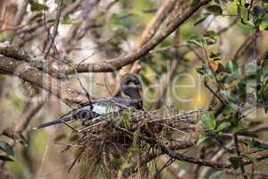 Female Anhinga bird called Anhinga anhinga makes a nest